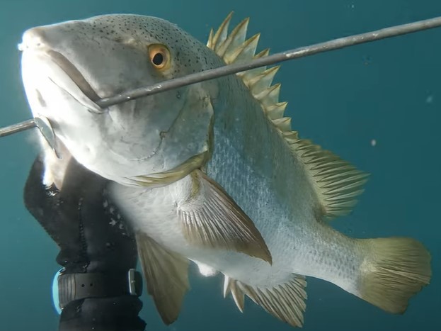 Spearguns Archives - Spearfishing World
